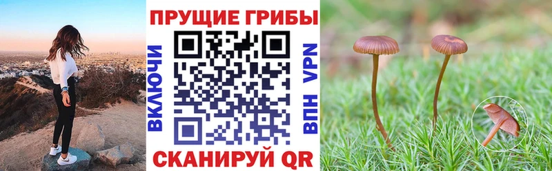 Галлюциногенные грибы Psilocybine cubensis  где продают наркотики  Мирный 